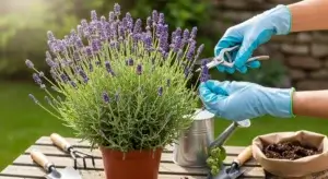 Lavender Plant