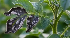 Potato Late Blight Fungus