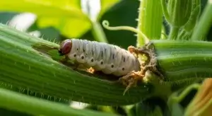 Squash Vine Borer