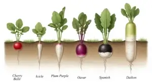 Types of Radishes plant