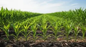 Corn Plant Spacing