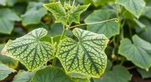 Cucumber Mosaic Virus