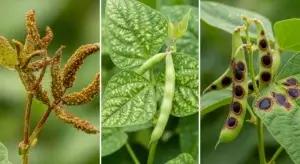 Green Bean Diseases