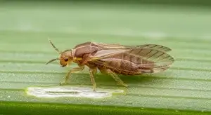 Onion Thrips