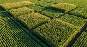 Planting Corn in Blocks