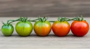 Tomato Ripening Stages