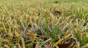 Fungal Disease in Grass