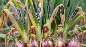 Fungal Diseases in Alliums