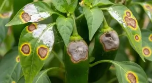 Fungal Diseases in Chilli