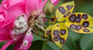 Fungal Diseases in Roses
