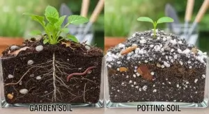 Garden Soil vs Potting Soil