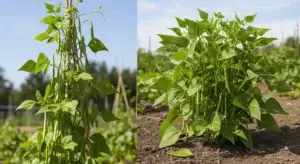 Pole vs Bush Beans
